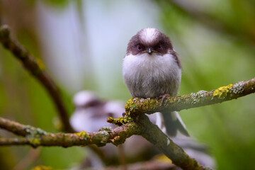 Family of Long tail tit perched on a tree branch.