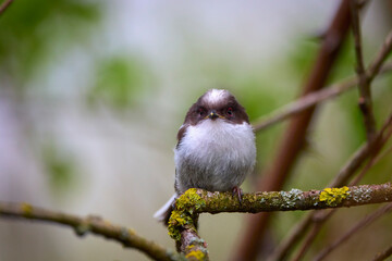 Family of Long tail tit perched on a tree branch.
