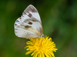 Butterfly enjoying a rest in a field of yellow flowers
