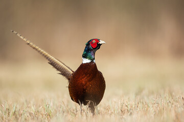 Common pheasant Phasianus colchius Ring-necked pheasant in natural habitat, grassland in early spring