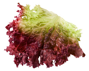 Red salad, lettuce leaf, lollo rosso, isolated on white background, full depth of field