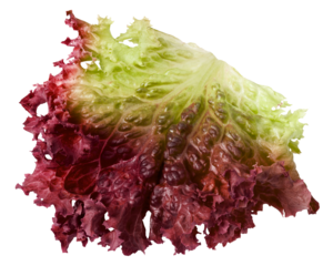 Red salad, lettuce leaf, lollo rosso, isolated on white background, full depth of field
