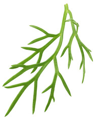 Dill isolated on white background, full depth of field