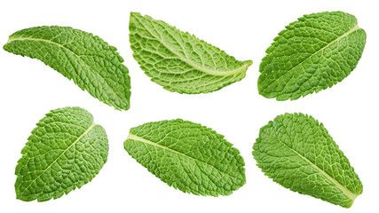 mint leaves, spearmint, isolated on white background, full depth of field