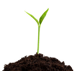 young plant growing from soil, sprout isolated on white background