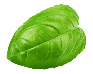 Obraz premium basil, isolated on white background, full depth of field