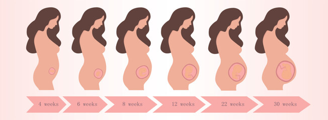 Pregnancy woman pregnant in weeks vector illustration