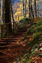 yedigoller -  yedigöller autumn colors in bolu turkey