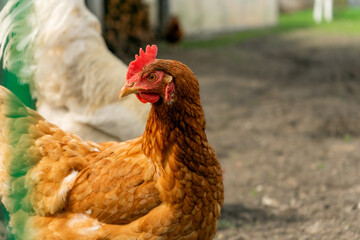 free living chickens pasturing outdoors