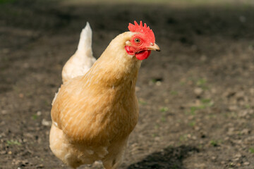free living chickens pasturing outdoors