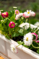 little flower plants in long white pot