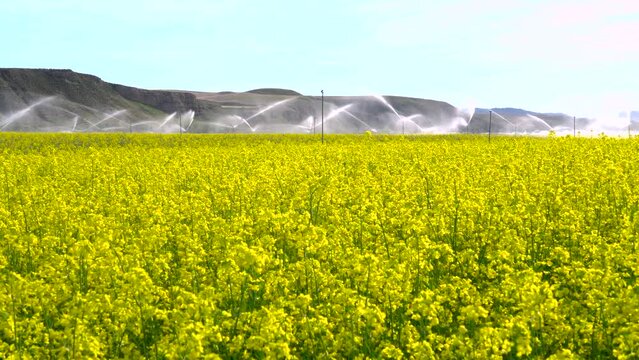 Regad&iacute;o en un campo de cultivo de la planta de la colza. Madrid, Espa&ntilde;a, 25 de abril de 2023.