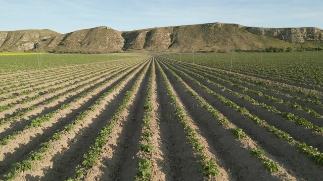 (vista drone) campo de cultivo de la patata. Madrid, Espa&ntilde;a, 25 de abril de 2023.