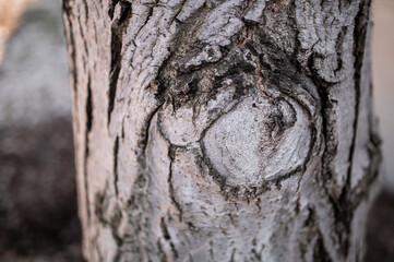 Old trunk of the treee