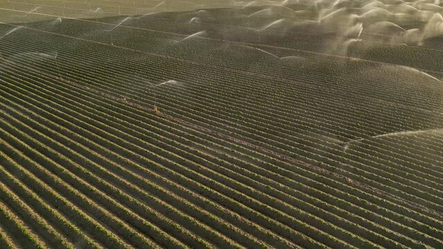 (VISTA DRON) Panor&aacute;mica de un campo de cultivo con sistemas autom&aacute;ticos de regad&iacute;o. Madrid, Espa&ntilde;a.