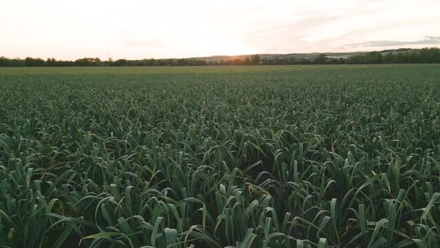 Vista panor&aacute;mica de una plantaci&oacute;n de ajos. Madrid, Espa&ntilde;a.