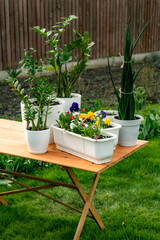 flower plants in white pots on wooden table