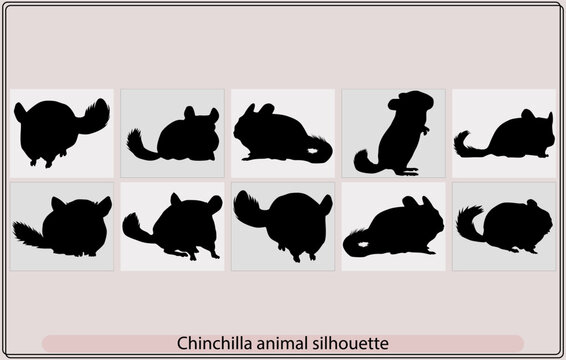 Chinchilla animal silhouette Set, Vector silhouettes of a chinchilla, Silhouette, illustration, isolated, animal, chinchilla