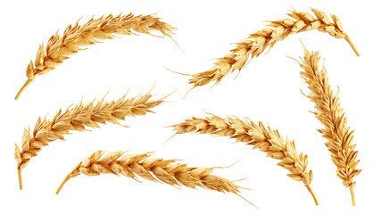 Wheat isolated on white background, full depth of field