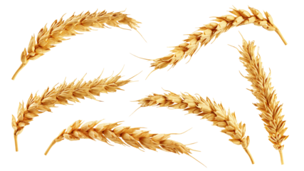 Wheat isolated on white background, full depth of field