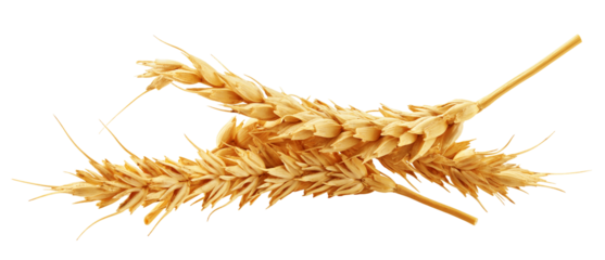 Wheat isolated on white background, full depth of field
