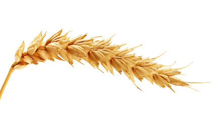 Wheat isolated on white background, full depth of field