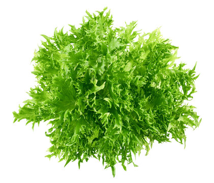 frisee, frieze, salad, lettuce, isolated on white background, full depth of field