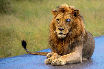 Black mane lion sitting waiting as the lionesses proceeded on a hunt into the bush. © robbyh