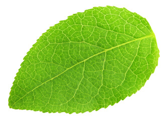 Fototapeta na wymiar Blueberry leaf, isolated on white background, full depth of field