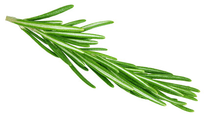 rosemary isolated on white background, full depth of field