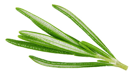 rosemary isolated on white background, full depth of field