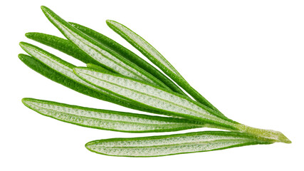 rosemary isolated on white background, full depth of field