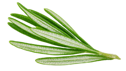 rosemary isolated on white background, full depth of field