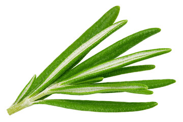 rosemary isolated on white background, full depth of field