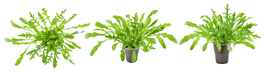 Arugula grows in pot, isolated on white background, full depth of field