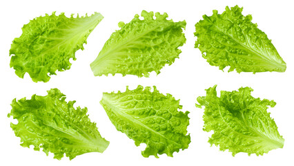 Salad leaf, lettuce, isolated on white background, full depth of field