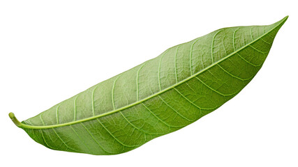 Obraz premium Mango leaf isolated on white background, full depth of field