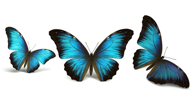 Set three beautiful blue tropical butterflies with wings spread and in flight isolated on white background - Generative AI