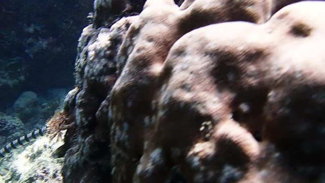 Banded sea krait (Laticauda colubrina) swimming above the corals  hunting for food.