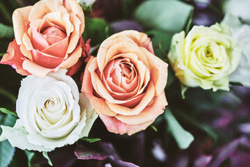 Four bloomed roses seen from above in the garden. Pink, white, yellow color. no people