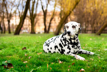 Dalmatian dog lies on green grass against the background of a spring park. The dog is eight years old. He looks away. The photo is blurred