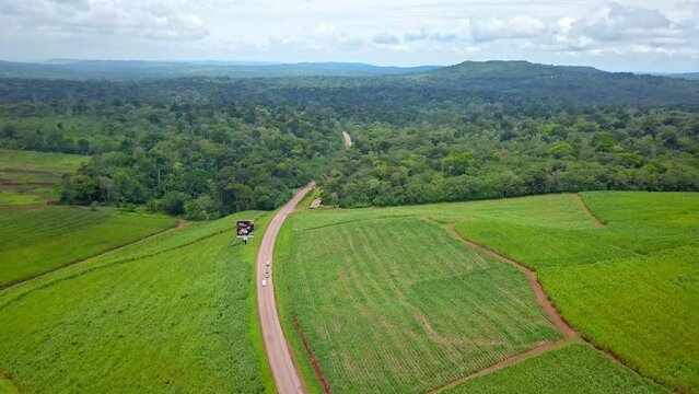 Aerial View Of Road Through Sugar Cane Plantation And Mabira Forest in Uganda. 