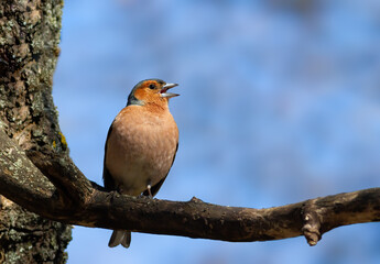 Common chaffinch, Fringilla coelebs. A bird singing on a thick branch against the sky