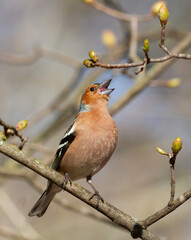 Common chaffinch, Fringilla coelebs. The male sings while sitting on a branch