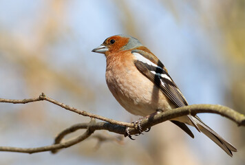 Common chaffinch, Fringilla coelebs. A bird sits on a tree branch