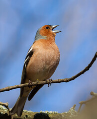 Common chaffinch, Fringilla coelebs. The male sings while sitting on a tree branch against the sky