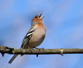 Common chaffinch, Fringilla coelebs. The male sits on a branch and sings with a beautiful background