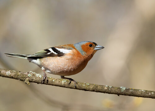 Common chaffinch, Fringilla coelebs. A bird sits on a thin branch against a beautiful background