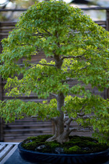 Green bonsai