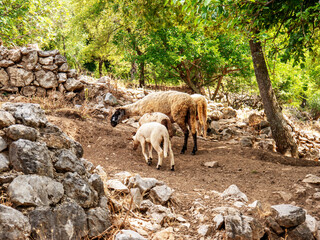Obraz premium White sheep and two lambs on rocky pathway